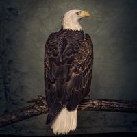 Виниловая пластинка Clutch - Book Of Bad Decisions (Black Vinyl 2LP)