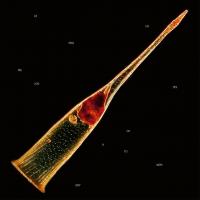 Виниловая пластинка Leprous - Melodies Of Atonement (Black Vinyl 2LP)