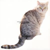 Виниловая пластинка Sarter Kit - What I Am And What I'm Not (Black Vinyl LP)