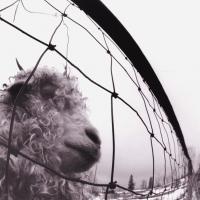 Виниловая пластинка Pearl Jam - Vs. (Black Vinyl 2LP)