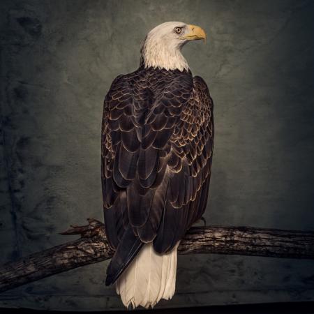 Виниловая пластинка Clutch - Book Of Bad Decisions (Black Vinyl 2LP)