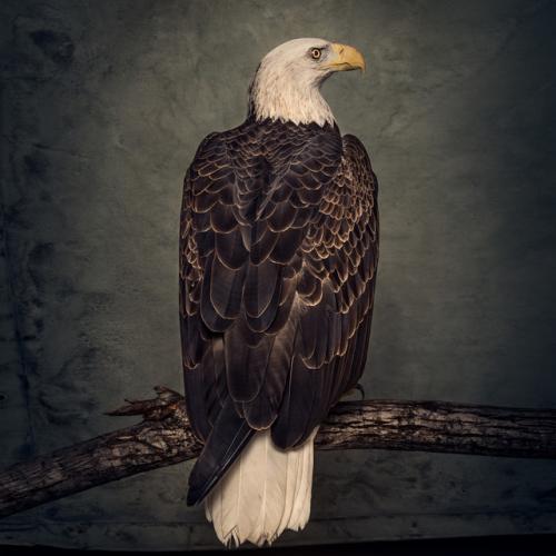 Виниловая пластинка Clutch - Book Of Bad Decisions (Black Vinyl 2LP)