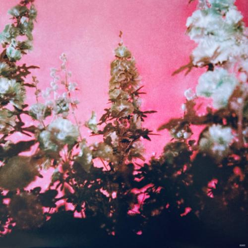 Виниловая пластинка Lana Del Rey - Did You Know That There's A Tunnel Under Ocean Blvd (alternative artwork) (Orange Translucent Vinyl 2LP)