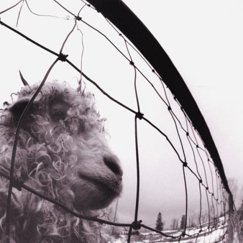 Виниловая пластинка Pearl Jam - Vs. (Black Vinyl 2LP)