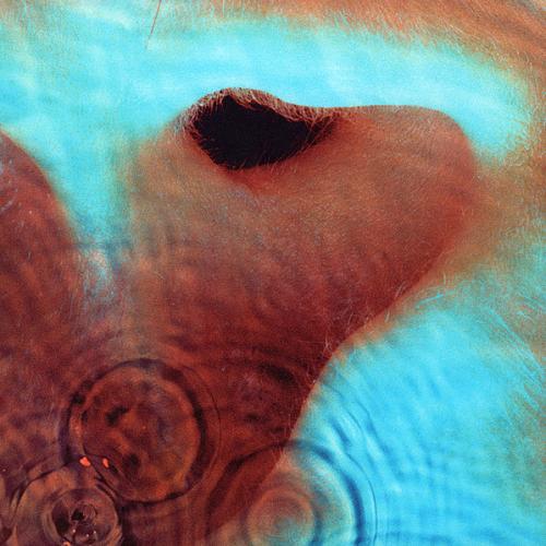 Виниловая пластинка Pink Floyd - Meddle (Black Vinyl LP)